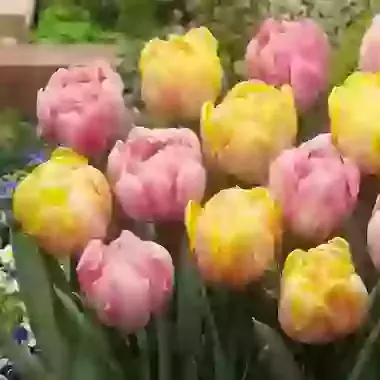 Two Tone Mixture
